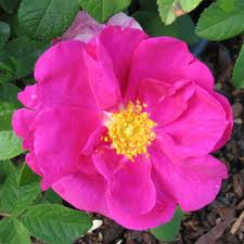 Rosa Gallica & Columba Palumbus