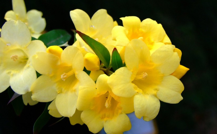 Homeopathic Gelsemium affected gene expression in human nerve cells